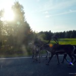 Sun down... time to go home