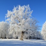 Winter mornings